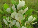 Leaves of Persea palustris