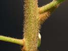 Twig of Persea palustris