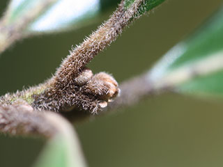 Terminal bud of Persea palustris