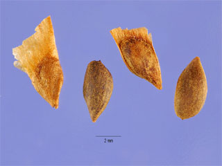 Seeds of Picea abies