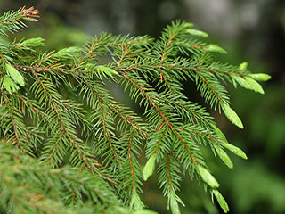 Needles of Picea rubens
