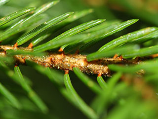 Twig and needles of Picea rubens