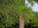 Needles of Pinus echinata