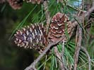 Female cones of Pinus echinata