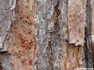 Bark of Pinus echinata