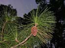 Cone of Pinus elliottii