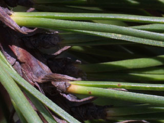 Needles of Pinus echinata