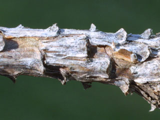 Twig of Pinus echinata