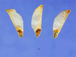 Cones of Pinus echinata