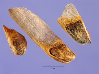 Seeds of Pinus elliottii