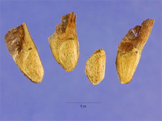 Seeds of Pinus palustris
