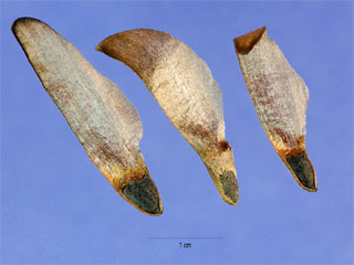 Seeds of Pinus pungens