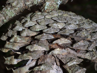Female cone of Pinus rigida