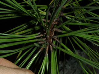 Needles of Pinus rigida