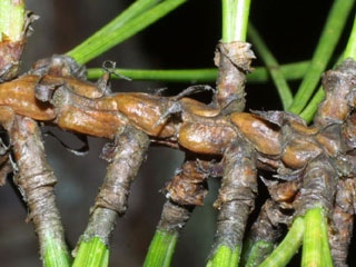 Twig of Pinus rigida