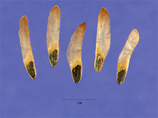 Cone of Pinus serotina