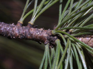 Twig of Pinus strobus