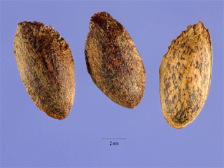 Seeds of Pinus strobus