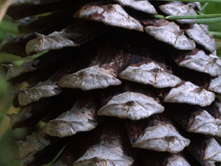 Female cone of Pinus taeda