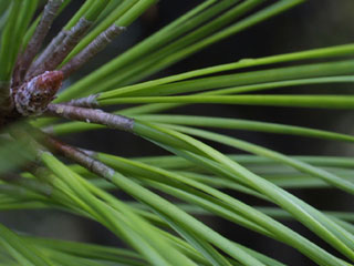 Needles of Pinus taeda