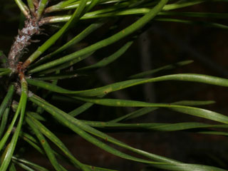 Needles of Pinus virginiana