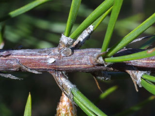 Twig of Pinus virginiana