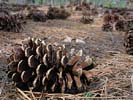 Cones of Pinus palustris