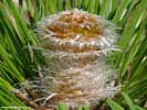 Bud of Pinus palustris