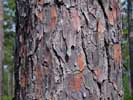 Bark of Pinus palustris