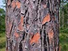 Bark of Pinus palustris