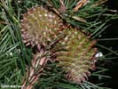 Cones of Pinus pungens