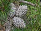 Cones of Pinus pungens