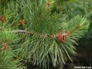 Neeldes of Pinus rigida
