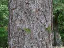 Bark of Pinus rigida