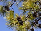 Cones of Pinus rigida