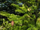 Cones of Picea rubens