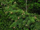 Cones of Picea rubens