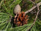 Cones of Pinus serotina
