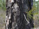 Bark of Pinus serotina