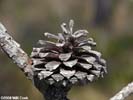 Cone of Pinus serotina