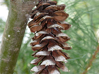 Cones of Pinus strobus