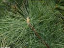 Needles of Pinus strobus