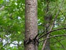 Bark of Pinus strobus