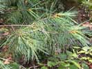 Needles of Pinus strobus