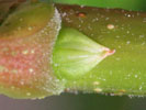 Axillary bud of Pistacia chinensis