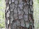 Bark of Pinus taeda