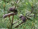 Cones of Pinus taeda