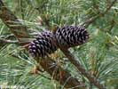 Cones of Pinus taeda