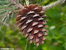 Cone of Pinus taeda