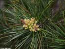 Cones of Pinus virginiana